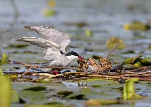 Volwassen Baard Stern Voedt Zijn Chick Buurt Van Het Nest — Stockfoto