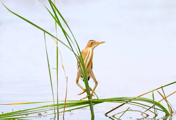 Female Little Bittern Funny Crooked Legs Stands Branch Reed — Stock Photo, Image