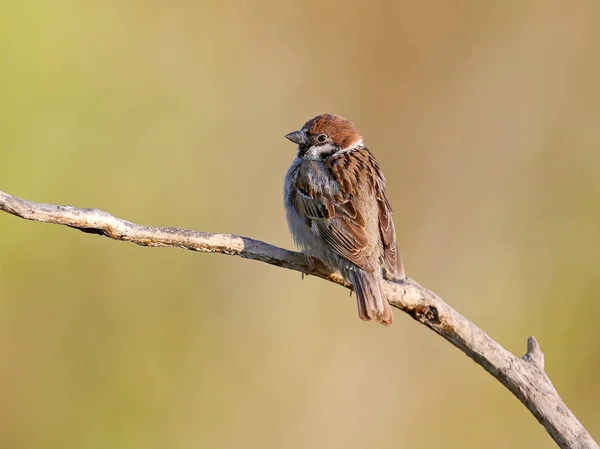 Een Boom Sparrow Zit Een Tak Kijkt Camera Vogel Geïsoleerd — Stockfoto