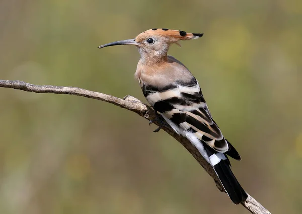 One Hoopoe Open Crown Sits Branch Beautifully Blurred Background — Stock Photo, Image