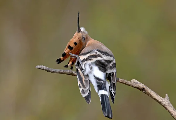 Hoopoe Coroană Răsucită Stă Ramură Fundal Frumos Încețoșat — Fotografie, imagine de stoc