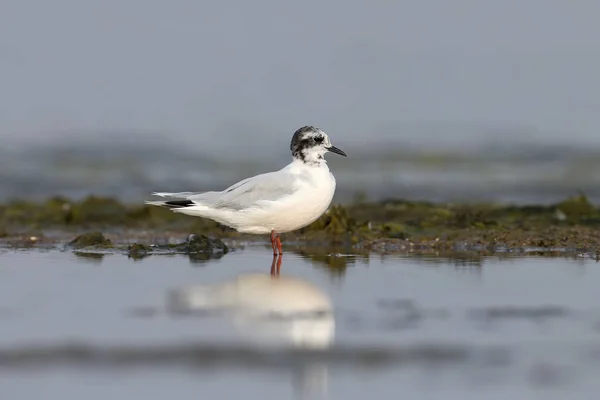 地中海のカモメ イクチヤエトゥスメラノセファルス が水の上に立っています 若い鳥かもしれない — ストック写真