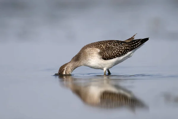 One wood sandpiper stands in the water with a reflection. Closr up shot.A bird is looking for food by immersing his head