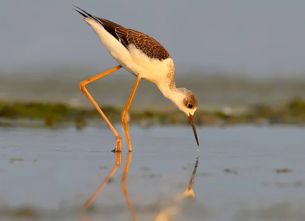 Молодой Чернокрылый Ходуль Himantopus Himantopus Ходит Мелководью Мягком Утреннем Свете — стоковое фото