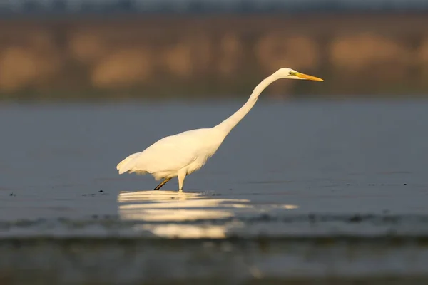 Silberreiher Ruhigen Wasser Mit Reflexion Sanften Morgenlicht — Stockfoto