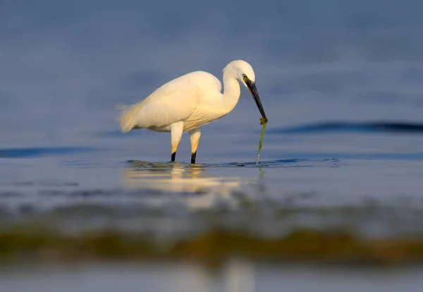 Petite Aigrette Egretta Garzetta Tient Dans Eau Bleue Calme Tient — Photo