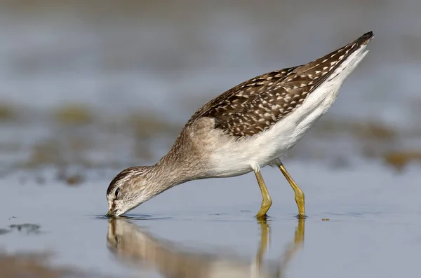 Sandpiper Madeira Alimenta Água Azul Fechar Foto — Fotografia de Stock