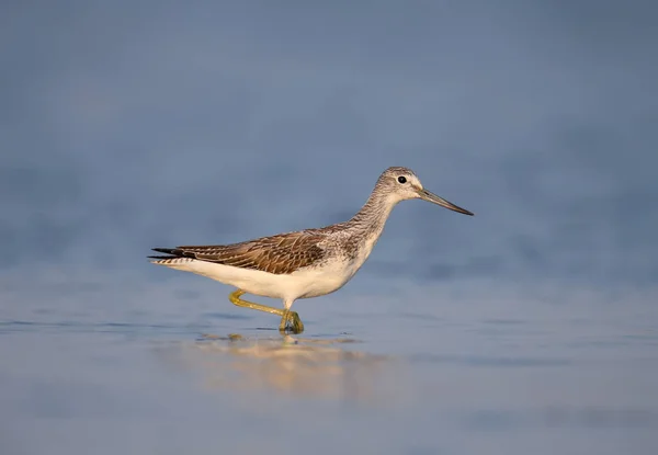 Common Green Shank Tringa Nebularia Staat Een Blauw Water Zacht — Stockfoto