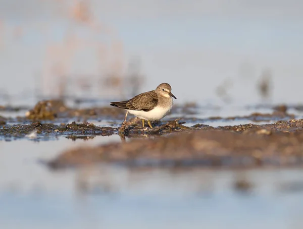 Temmincks Stint Calidris Temminckii Wintergefieder Steht Einem Ufer Mit Wasserspiegelung — Stockfoto