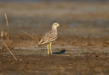 Eurasya taş Curlew çeşitli fotoğraflar. Doğal habitatta fotoğraflanmış büyük sarı gözlü nadir ve egzotik kuş