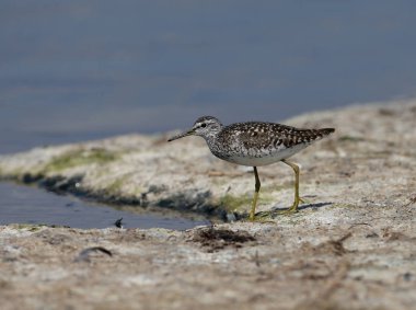 Sonbahar tüy içinde Ruff (Calidris Pugnax) gıda ağzına kışlık kıyısında yürür