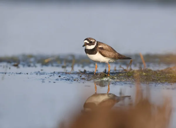 깃털의 우아한 Charadrius Hiaticula 부드러운 빛으로 하구의 둑에서 촬영됩니다 — 스톡 사진