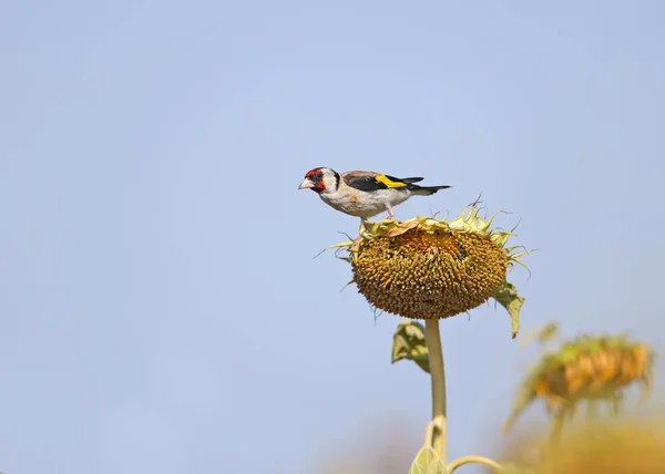 Stieglitz Sitzt Auf Einem Sonnenblumenkopf Und Frisst Unreife Körner Nahaufnahme — Stockfoto