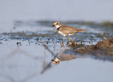 Küçük halkalı Plover (charadrius dubius) kışlama kıyısında kış tüyleri fotoğraflandı. Yakın çekim ve detaylı fotoğraf