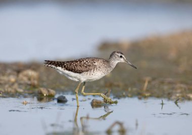 ahşap Sandpiper (Tringa Glareola) yakın çekim farklı durumlarda doğal bir yaşam alanında fotoğraflandı. Tüyleri, ayırt edici özellikleri ve kuş vücudunun yapısını ayrıntıları açıkça görülebilir.