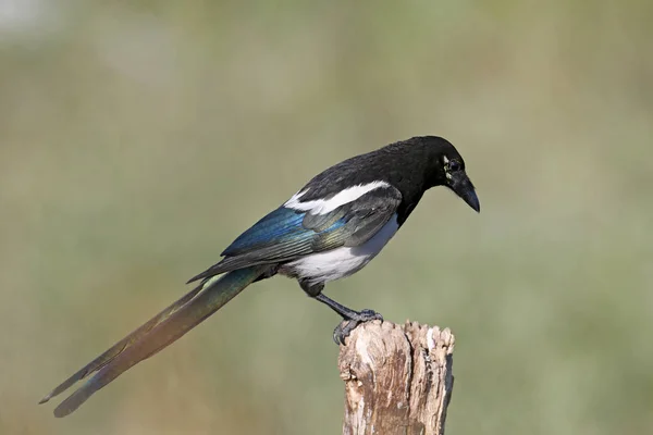 Curious Eurasian Magpie Pica Pica Sits Thick Branch Blurred Background — Stock Photo, Image