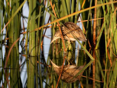 Ortak küçük balaban (Ixobrychus minutus) civciv yumuşak sabah ışığında Reed sapları üzerinde oturmak.