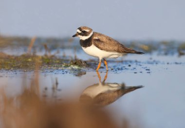 Kış tüyleri zarif halkalı Plover (charadrius hiaticula) yumuşak sabah ışığında kışla kıyısında vuruldu