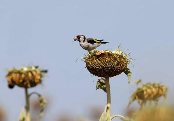 Stieglitz Sitzt Auf Einem Sonnenblumenkopf Und Frisst Unreife Körner Nahaufnahme — Stockfoto