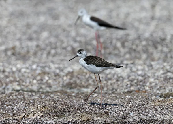 大人と若い若い黒い翼のスティルトは 河口の砂浜で休んでいます 鳥の間の明らかに目に見える違い — ストック写真