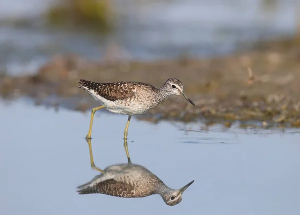 Waldwasserläufer Tringa Glareola Wurde Einem Natürlichen Lebensraum Verschiedenen Situationen Großaufnahme — Stockfoto