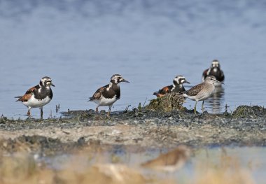 Üreme tüylerinde tek kuş ve küçük defne turnstone (Arenaria interpres) sürüleri doğal bir yaşam alanında gölde fotoğraflanır.