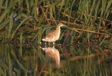 Genç squacco balıkçıl (Ardeola ralloides) yumuşak sabah ışık yakın çekim bir balık avı vurdu