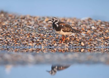 Üreme tüylerinde tek kuş ve küçük defne turnstone (Arenaria interpres) sürüleri doğal bir yaşam alanında gölde fotoğraflanır.