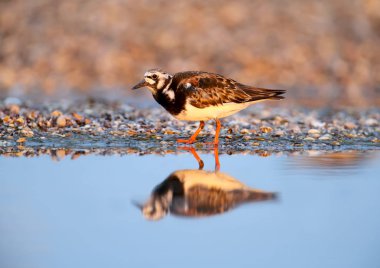Üreme tüylerinde tek kuş ve küçük defne turnstone (Arenaria interpres) sürüleri doğal bir yaşam alanında gölde fotoğraflanır.