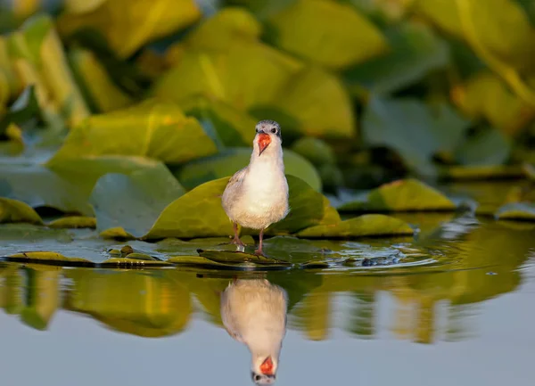 Вишневая Крачка Chlidonias Hybrida Цыпленок Стоит Листьях Водных Растений Мягком — стоковое фото