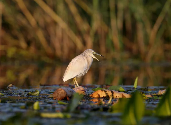 Adult Squacco Heron Ardeola Ralloides Shot Soft Morning Light Close — Stock Photo, Image