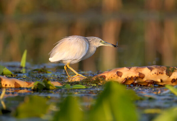 Adult squacco heron (Ardeola ralloides) shot in soft morning light close-up on a fish hunt