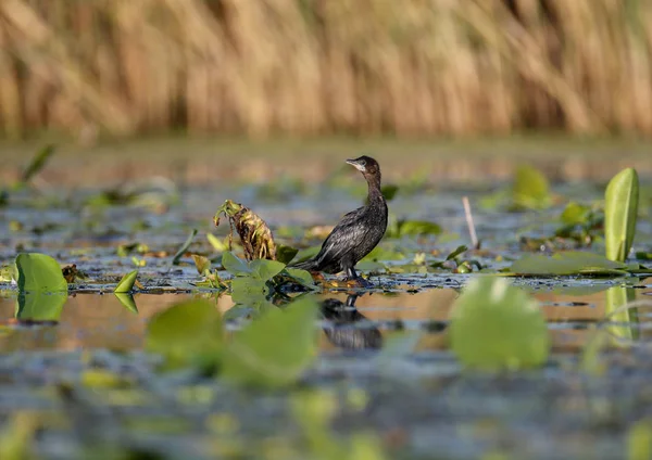 Een Enkele Dwerg Cormorant Microcarbo Pygmaeus Geschoten Zacht Ochtend Licht — Stockfoto