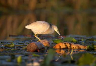 Yetişkin squacco balıkçıl (Ardeola ralloides) yumuşak sabah ışık yakın çekim bir balık avı vurdu