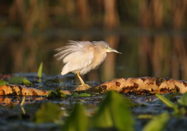 Yetişkin squacco balıkçıl (Ardeola ralloides) yumuşak sabah ışık yakın çekim bir balık avı vurdu