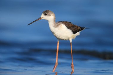 Genç siyah kanatlı bir sütun (Himantopus himantopus) çok yakın bir mavi haliç su bir arka plan karşı fotoğraflandı. Ayrıntılı ve canlı renkli fotoğraf.