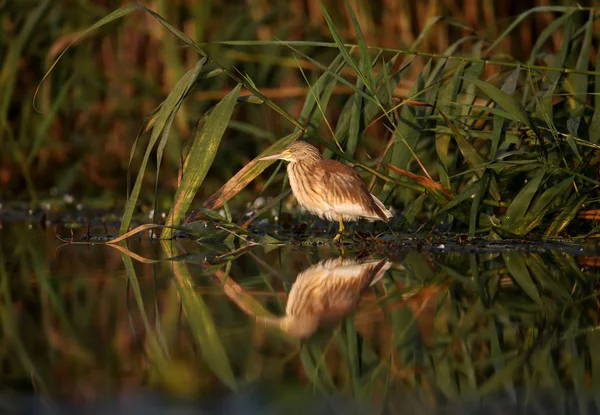 Genç squacco balıkçıl (Ardeola ralloides) yumuşak sabah ışık yakın çekim bir balık avı vurdu