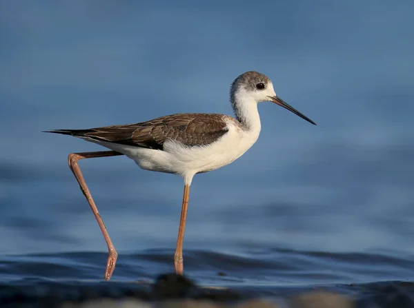 Крупный План Молодого Чернокрылого Ходули Himantopus Himantopus Сфотографированного Фоне Голубой — стоковое фото