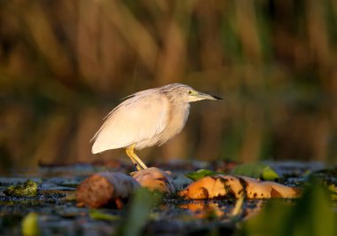 Yetişkin squacco balıkçıl (Ardeola ralloides) yumuşak sabah ışık yakın çekim bir balık avı vurdu