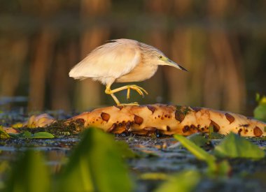 Yetişkin squacco balıkçıl (Ardeola ralloides) yumuşak sabah ışık yakın çekim bir balık avı vurdu