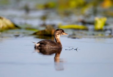 Genç bir siyah boyunlu grebe (Podiceps nigricollis) su bitkileri arka plan karşı gölün mavi suda yüzer. Yakın çekim ve ayrıntılı fotoğraf