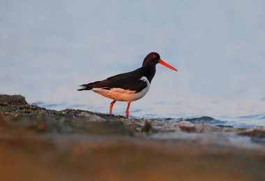 Avrasya istiridye yakalayıcı (Haematopus ostralegus) mavi su bir arka plan üzerinde haliç üzerinde yakın çekim. Parlak kırmızı gaga ve gözleri alışılmadık ve egzotik bakmak