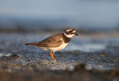 Genç ortak halkalı yağmurcun veya halkalı yağmurcun (Charadrius hiaticula) tuzlu bir haliç kıyısında yumuşak sabah ışığı içinde filme. Yakın çekim ve detaylı fotoğraf. Kuş doğrudan kamera merceği içine bakıyor