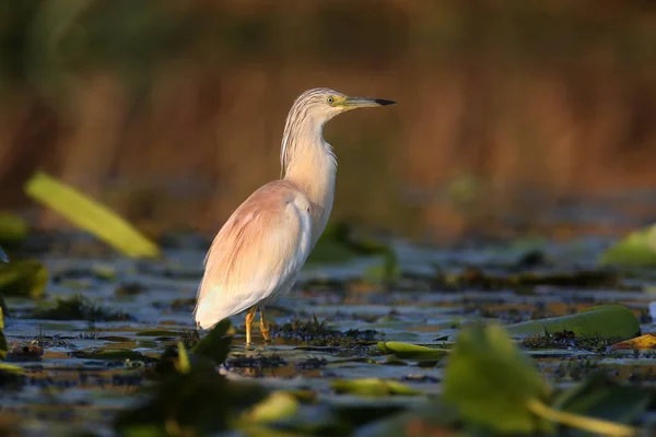 Adult Squacco Heron Ardeola Ralloides Shot Soft Morning Light Close — Stock Photo, Image