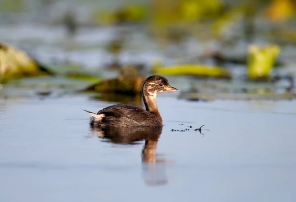 若い黒い首のグリーブ ポジセプスニグリリス 水生植物を背景に湖の青い水の中で泳ぎます クローズアップと詳細な写真 — ストック写真