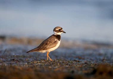 Genç ortak halkalı yağmurcun veya halkalı yağmurcun (Charadrius hiaticula) tuzlu bir haliç kıyısında yumuşak sabah ışığı içinde filme. Yakın çekim ve detaylı fotoğraf. Kuş doğrudan kamera merceği içine bakıyor