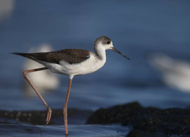 Genç siyah kanatlı bir sütun (Himantopus himantopus) çok yakın bir mavi haliç su bir arka plan karşı fotoğraflandı. Ayrıntılı ve canlı renkli fotoğraf.