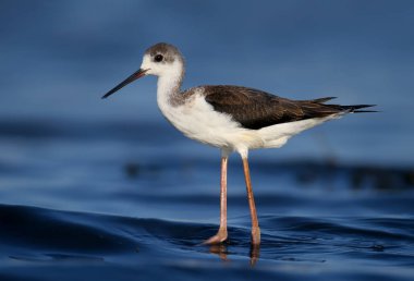 Genç siyah kanatlı bir sütun (Himantopus himantopus) çok yakın bir mavi haliç su bir arka plan karşı fotoğraflandı. Ayrıntılı ve canlı renkli fotoğraf.