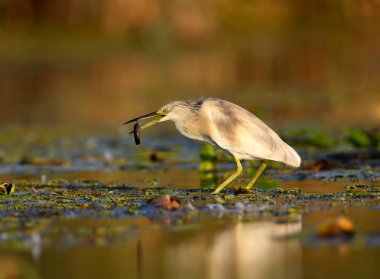 squacco heron (Ardeola ralloides) yumuşak sabah ışığında filme kış tüyleri. Gagasında yakalanan avını tutuyor- büyük bir loach. Sıradışı açı ve yakın çekim fotoğraf