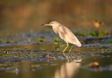 squacco heron (Ardeola ralloides) yumuşak sabah ışığında filme kış tüyleri. Gagasında yakalanan avını tutuyor- büyük bir loach. Sıradışı açı ve yakın çekim fotoğraf
